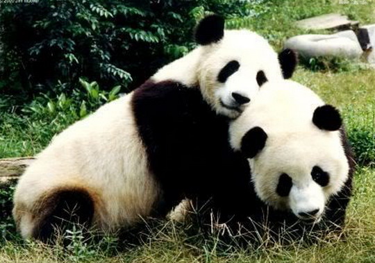 panda2